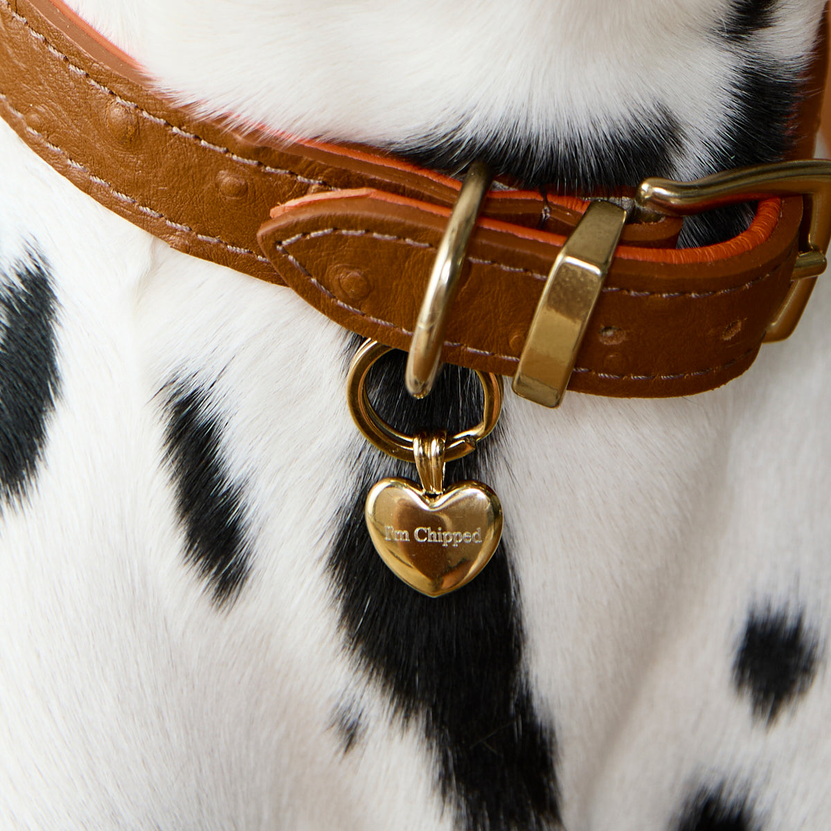 Heart Pet Tag in Gold